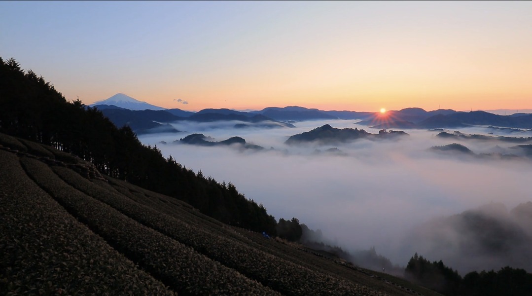 Dawn over a Japanese tea field, with a sea of clouds and Mount Fuji in the distance