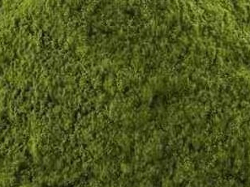 Matcha powder